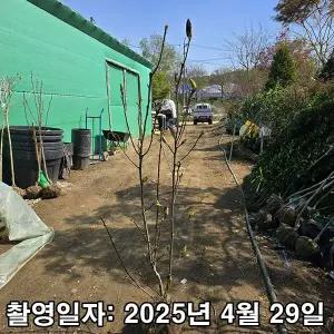 [나무생각]착한가격 나무생각 / 사계 적목련 / 제니목련 / 4년생 / 개화주