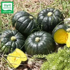 함평 정대성님의 무농약 햇 미니단호박(밤호박) 2kg