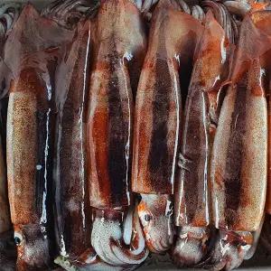 주문진 국내산 비손질 생물 오징어 10마리 1.2kg 통오징어 통찜용