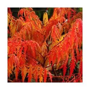 그루담다 미국붉나무 타이거아이즈 묘목 C2 포트