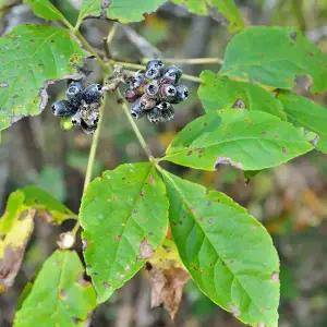 토종 오가피나무 묘목 1년생 2년생 3년생 포트묘 오갈피나무 특용수 약용수 원예 조경