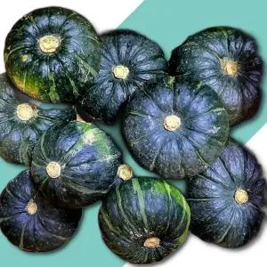 제주 미니 단호박 밤호박 3kg 제주도 제주 보우짱 미니단호박 미니밤호박