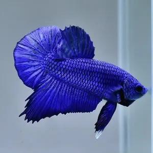 [조스아쿠아 ]열대어, 하프문 베타[블루 암컷]