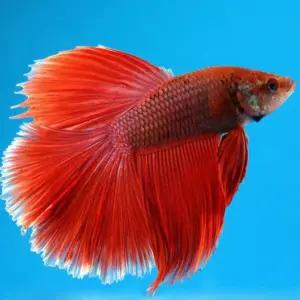 [조스아쿠아 ]열대어, 하프문 베타[레드 수컷]