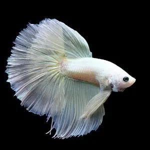 [조스아쿠아 ]열대어, 플래티넘 하프문베타 [수컷]