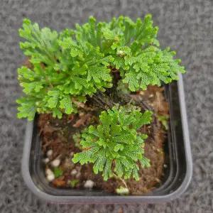 봄의정원 부처손(바위솔노지월동)사각