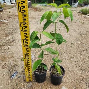 산딸나무 묘목 미꽃산딸 체로키치프 120L포트 가림원예조경