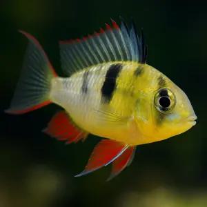 볼리비안 라미네지 2마리