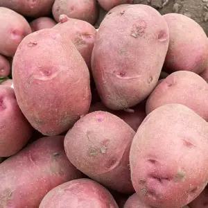 옥이네청과 홍감자 카스테라 감자 햇감자 3kg 대 찜용