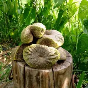 [산지직송] 국내산 햇 열매마 하늘마 3kg