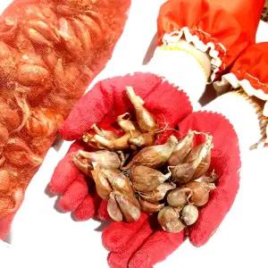 예천 의성다인 명품쪽파종구 1kg 사계절용무농약쪽파씨앗 사계절쪽파종구