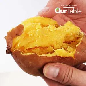 꿀고구마 10kg(한입) 베니하루카 해남 영암 햇 첫출하