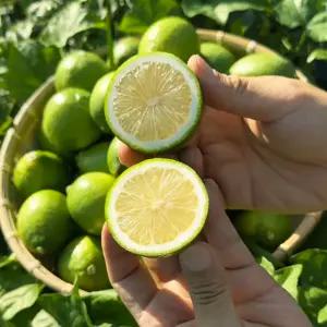국산 청레몬 제주 그린레몬 중대과 3kg 5kg (가정용, 카페대용량)