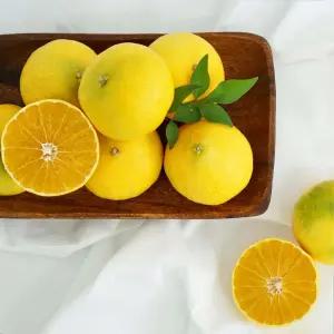 제주 황금향 10kg 못난이 랜덤 /GG