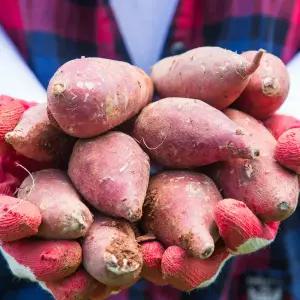 25년 햇고구마 해남 꿀고구마 베니하루카 10kg(특상/세척)