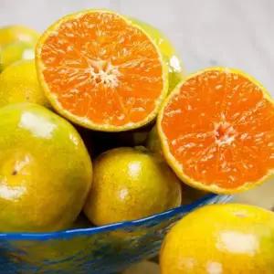 제주 노지 감귤 조생귤 4.5kg 소과(2S)