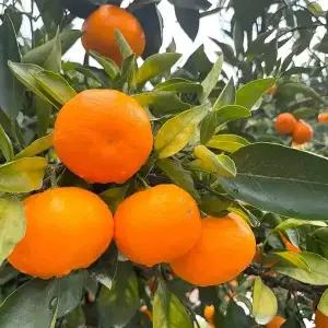 제주 귤 노지 감귤 타이벡 4.5kg 로얄중과(S-M)