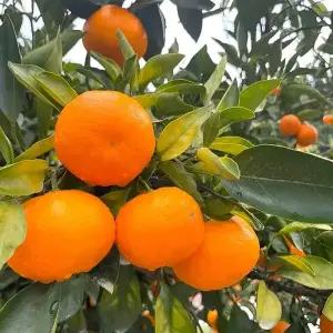 제주 귤 노지 감귤 타이벡 4.5kg 로얄소과(2S-S)