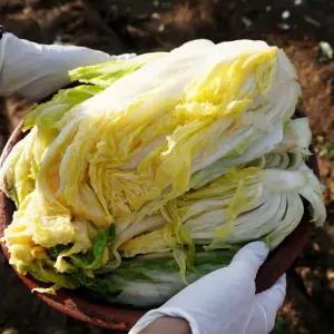 삼촌픽 해남 해풍 절임배추 20키로(6-8포기) 휘파람골드