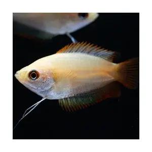 [주니멀열대어]키우기쉬운[꿀구] 골든허니구라미 3cm내외(2마리)관상어