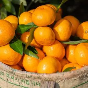 제주 서귀포 고당도 효돈 노지 감귤 가정용 못난이 혼합과 5kg