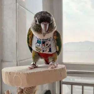 앵무새용품 모란앵무옷 보온 앵무새옷 겨울옷 외출복