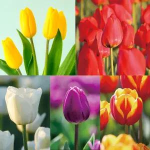 아시아종묘 튤립 2025년 네덜란드 수입산 특선 튤립구근x5개입 5종 모음전