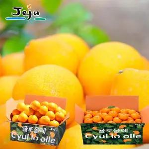 2025 햇 귤로올레 황금향 2.5kg + 노지감귤 3.5kg