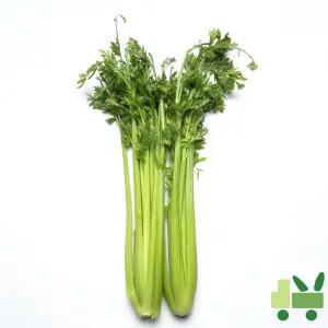 샐러리 (셀러리) (상) 10kg