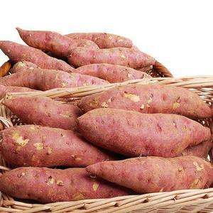 [기타][농부손길]꿀 고구마_10kg(한입_개당 50g미만)