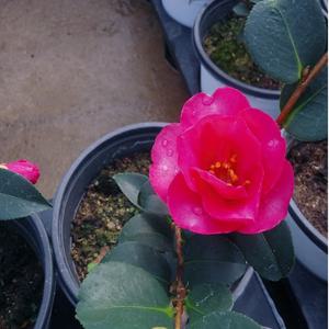 흑향동백나무(한목대) 꽃이 피면 은은하게 꽃이 피는아이에요