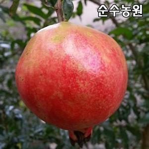 슈퍼왕석류 삽목2년 뿌리묘 1개/석류나무 묘목/과수 유실수 묘목