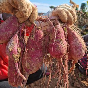 달콤하고 부드러운 꿀고구마 10kg(특상중혼합)