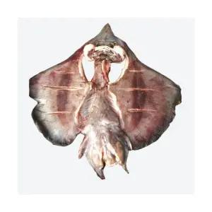 국산 암치 반건조홍어 찜 홍어찜용 건조전 3kg