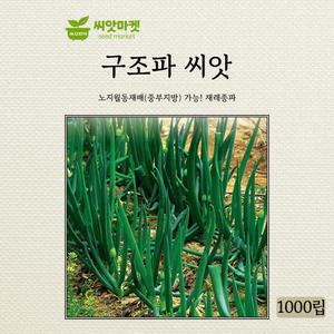 구조파 씨앗 1000립 재래종 대파 조선파 씨 종자
