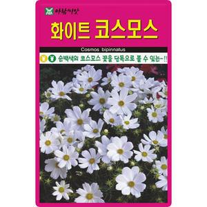 화이트 코스모스 씨앗 200립 하얀 키작은 코스모스 꽃씨 야생화 종자
