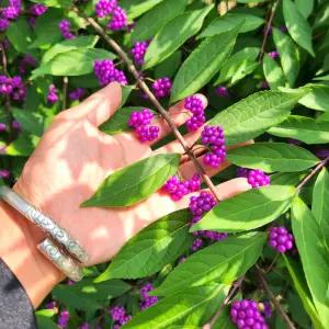 좀작살나무 묘목 보라열매 개화주 정원 조경나무 관목 (목하원예조경)