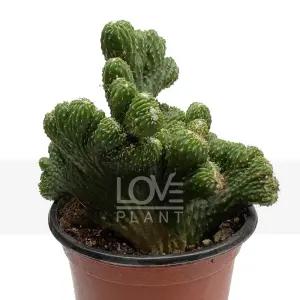 구름새 세레우스 페루비아누스 크리스타타 선인장 공기정화식물 식물키우기