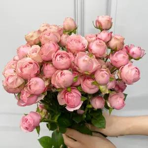 (플라워마켓) 자나 미니 장미 (반단) 꽃배달 싼곳 도매 생화꽃