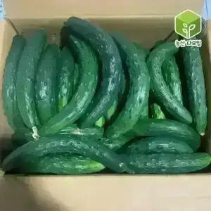 국내산 못난이오이 취청오이 보통 10kg