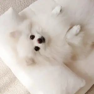 보들보들 플란넬 극세사 펫 방석 베개세트 5 colors