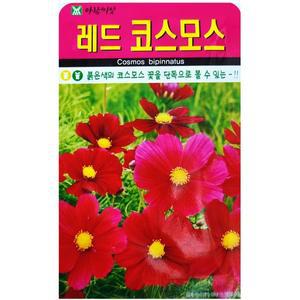 [신세계몰]레드 코스모스 씨앗 100립 키작은 왜성 꽃 키우기