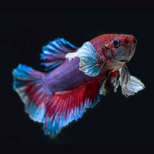 [서진열대어도매직판장] 베타-B-05 점보 빅이어 베타 플라캇 선별개체(숫컷) 1마리-색상랜덤