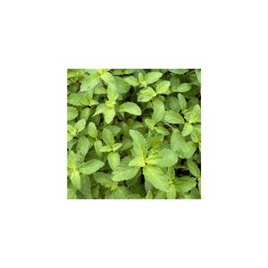 (성실)토종 박하모종(소) 화분 4개