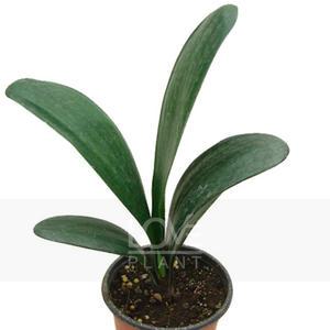 군자란 소품 관엽식물 꽃 나무 실내 공기정화 식물 키우기 인테리어 화분