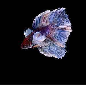 [서진열대어직판장] 베타-B-07 점보 빅이어 하프문 베타 선별개체(숫컷) 1마리-색상랜덤