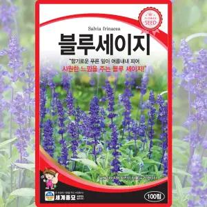 세계종묘 블루세이지 씨앗 100립 블루세이지 꽃씨 허브 종자