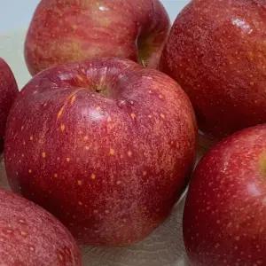 [st푸른농원][감홍] 주왕산 청송 감홍 사과 10kg 20-28과