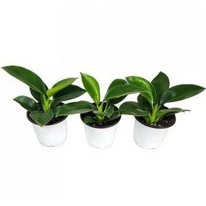 베하몰 실내 화초 1+1+1 콩고 수경식물 약 20cm