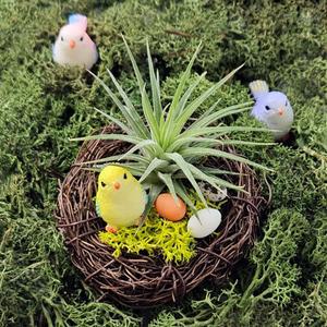 이오난사 스칸디아모스 새둥지 만들기 DIY키트 공기정화식물 인테리어소품